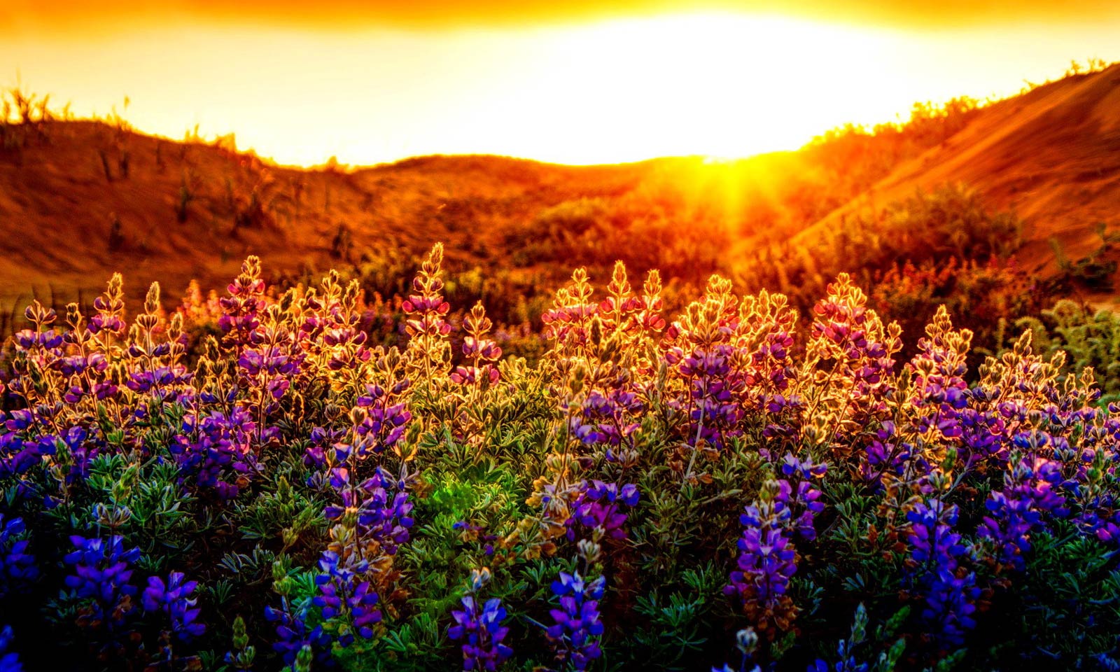 sikring at lege Kunstig SIGALAS HOTEL | sunset-lupines-flowers-nice-summer-nature -glow-beautiful-lovely-rays-meadow-sundown-lupine-field-pretty-dazzling-wallpaper-photo
